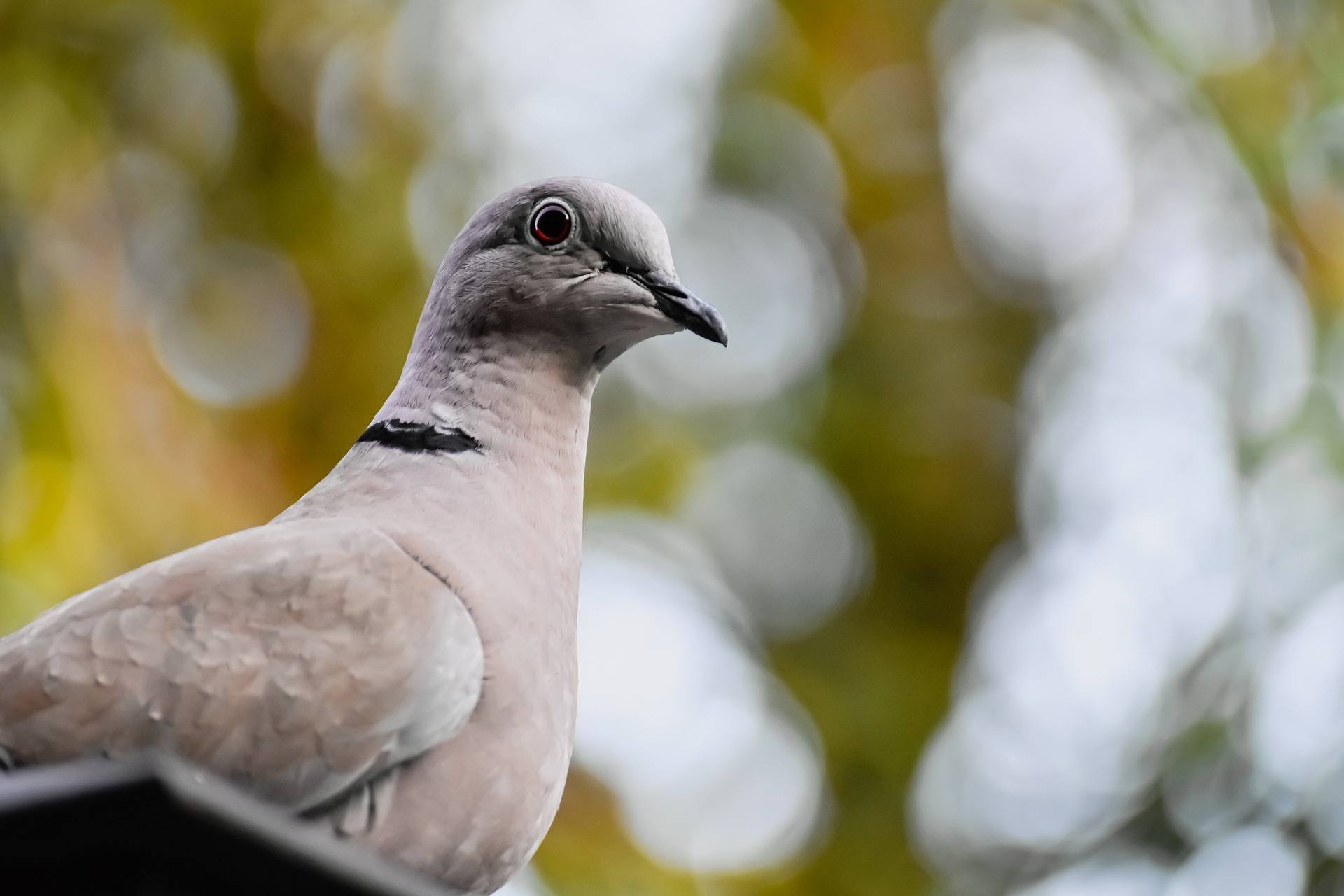 Bird Pest Control Stevenage, Hertfordshire